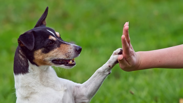 231030053743animal communication.jpg